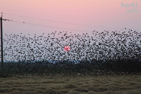 Один знойный день в Горках. 30 фото, от которых станет еще жарче