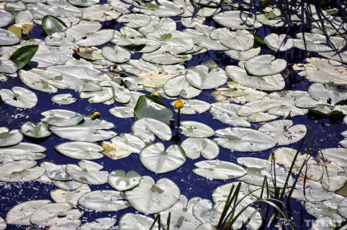 Старый фольварк, дворец с купюры и ржавые суда времен перестройки. Пять причин посетить Гомель