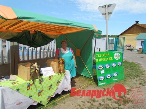 В Житковичском районе из-за постоянной жары обмелели пруды