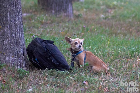 Горки взяли Кубок – 40 лучших моментов финала
