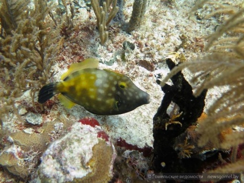 На глубине: гомельский дайвер поделился опытом