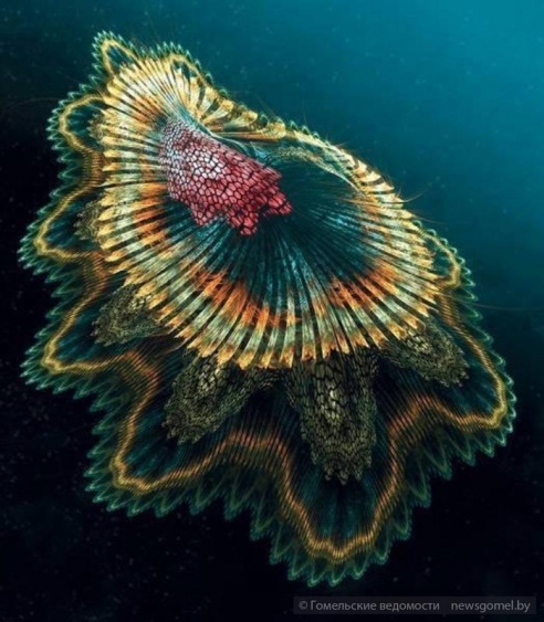 На глубине: гомельский дайвер поделился опытом