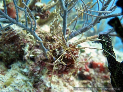 На глубине: гомельский дайвер поделился опытом