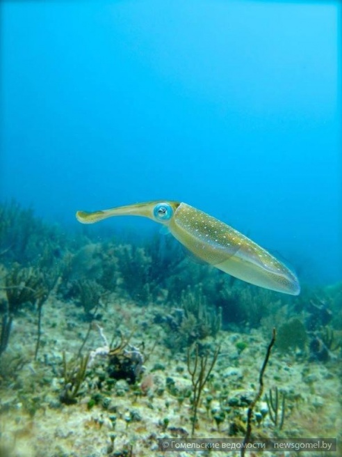 На глубине: гомельский дайвер поделился опытом
