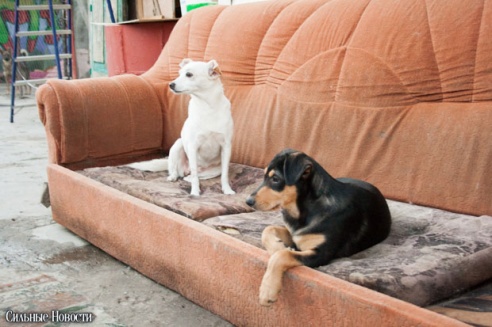 Фоторепортаж: самому большому в Беларуси приюту для бездомных животных оказали помощь