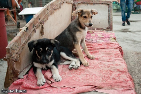 Фоторепортаж: самому большому в Беларуси приюту для бездомных животных оказали помощь