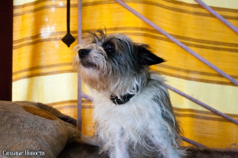 Фоторепортаж: самому большому в Беларуси приюту для бездомных животных оказали помощь