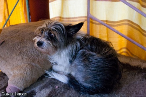Фоторепортаж: самому большому в Беларуси приюту для бездомных животных оказали помощь