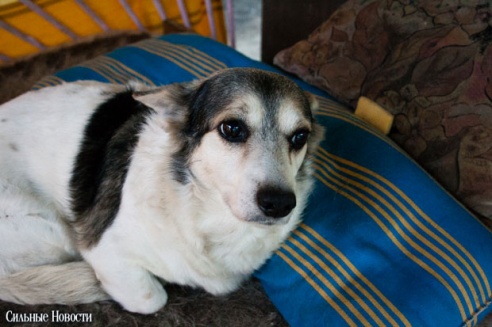 Фоторепортаж: самому большому в Беларуси приюту для бездомных животных оказали помощь