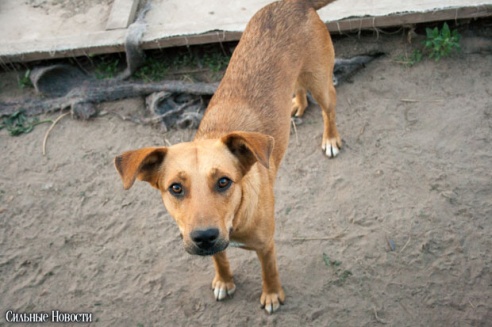 Фоторепортаж: самому большому в Беларуси приюту для бездомных животных оказали помощь