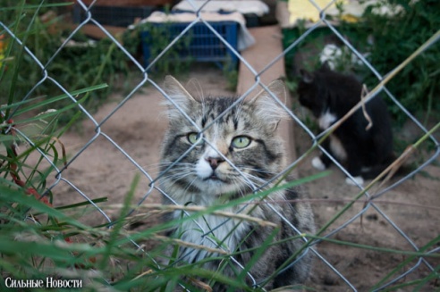 Фоторепортаж: самому большому в Беларуси приюту для бездомных животных оказали помощь