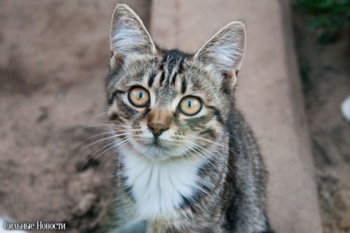 Фоторепортаж: самому большому в Беларуси приюту для бездомных животных оказали помощь