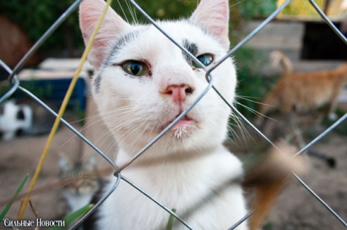 Фоторепортаж: самому большому в Беларуси приюту для бездомных животных оказали помощь