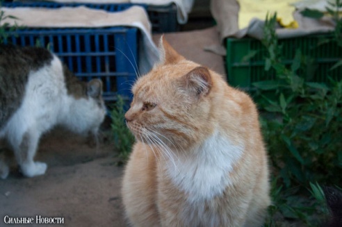 Фоторепортаж: самому большому в Беларуси приюту для бездомных животных оказали помощь