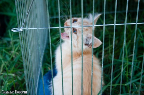 Фоторепортаж: самому большому в Беларуси приюту для бездомных животных оказали помощь