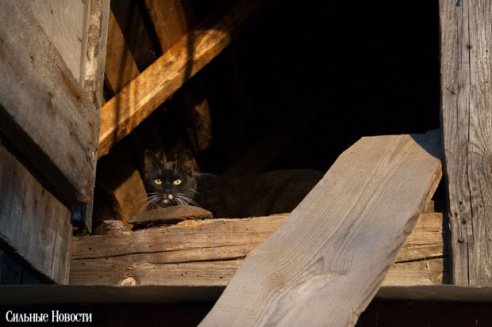 Фоторепортаж: самому большому в Беларуси приюту для бездомных животных оказали помощь