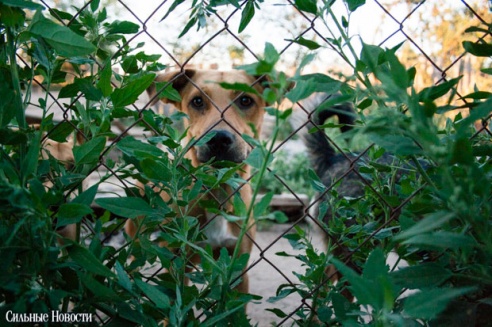 Фоторепортаж: самому большому в Беларуси приюту для бездомных животных оказали помощь