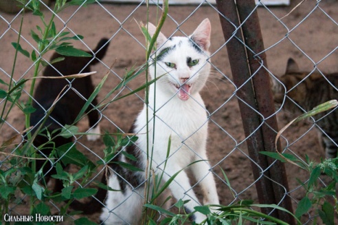 Фоторепортаж: самому большому в Беларуси приюту для бездомных животных оказали помощь