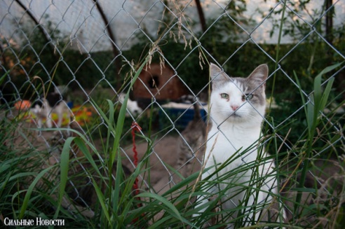 Фоторепортаж: самому большому в Беларуси приюту для бездомных животных оказали помощь