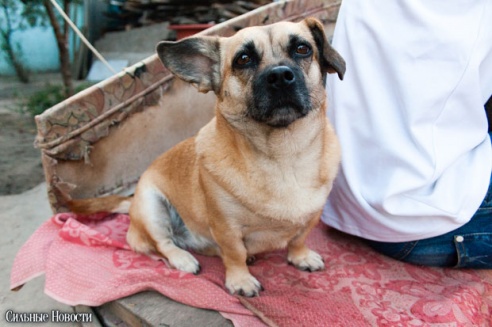 Фоторепортаж: самому большому в Беларуси приюту для бездомных животных оказали помощь