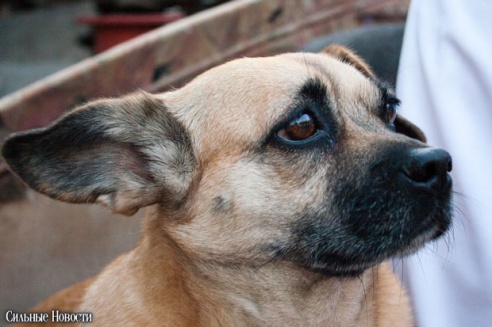 Фоторепортаж: самому большому в Беларуси приюту для бездомных животных оказали помощь
