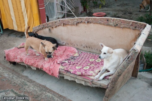 Фоторепортаж: самому большому в Беларуси приюту для бездомных животных оказали помощь