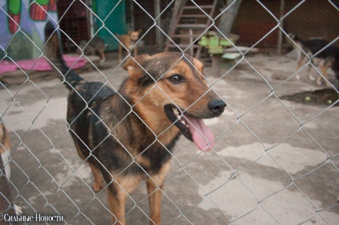 Фоторепортаж: самому большому в Беларуси приюту для бездомных животных оказали помощь