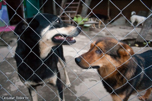 Фоторепортаж: самому большому в Беларуси приюту для бездомных животных оказали помощь