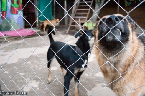 Фоторепортаж: самому большому в Беларуси приюту для бездомных животных оказали помощь