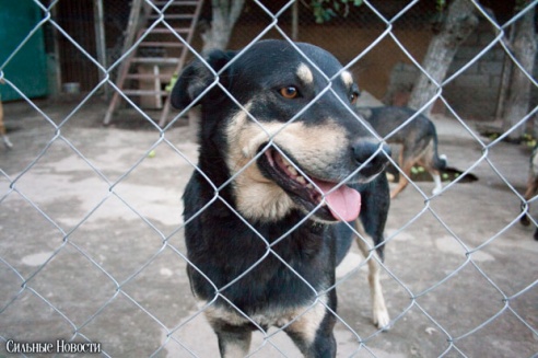 Фоторепортаж: самому большому в Беларуси приюту для бездомных животных оказали помощь
