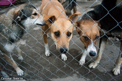 Фоторепортаж: самому большому в Беларуси приюту для бездомных животных оказали помощь