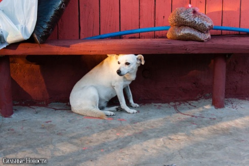 Фоторепортаж: самому большому в Беларуси приюту для бездомных животных оказали помощь