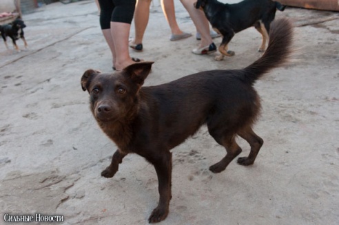 Фоторепортаж: самому большому в Беларуси приюту для бездомных животных оказали помощь