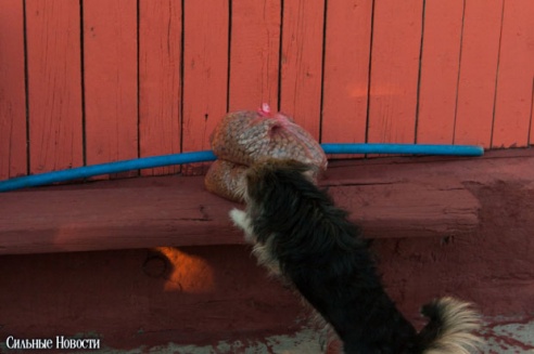 Фоторепортаж: самому большому в Беларуси приюту для бездомных животных оказали помощь