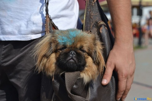 Фестиваль красок HOLI. Фоторепортаж из гущи событий