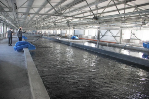 Коммунальное производственное унитарное предприятие «Форелевое хозяйство «Высокое» в районе д.Низьки Костюковичского района организовано решением облисполкома 18 мая 2015 года (+ фото)