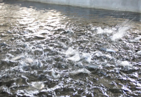 Коммунальное производственное унитарное предприятие «Форелевое хозяйство «Высокое» в районе д.Низьки Костюковичского района организовано решением облисполкома 18 мая 2015 года (+ фото)