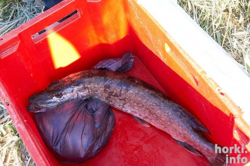 Чисто мужское счастье: Open Spinning Cup в Горках. 50 фотографий первого дня