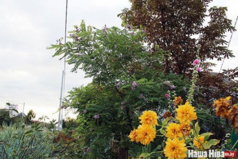 ФОТОФАКТ: В Глубоком в конце лета расцвела акация