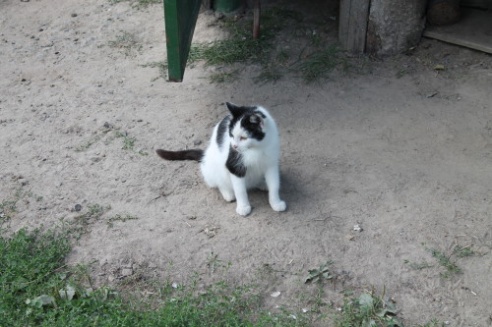 Информационно-социальный поезд «Забота» выехал в малонаселенные пункты Демидовичского сельсовета Костюковичского района (+ фото)