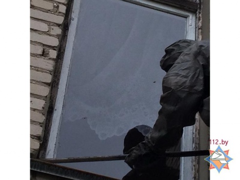 В Гомельской области осы атаковали детский сад — Гомель сегодня