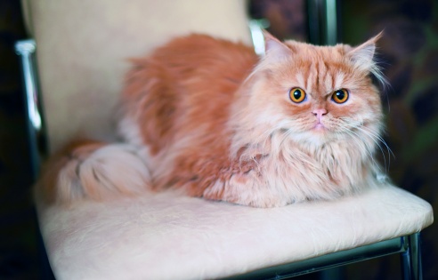 Как живётся в Шведской Горке. Журналисты побывали в гостях у новосёлов самого молодого микрорайона Гомеля