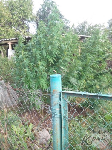 У минчанки на даче в Вилейском районе обнаружено 20 кустов конопли весом 50 кг (ФОТО)