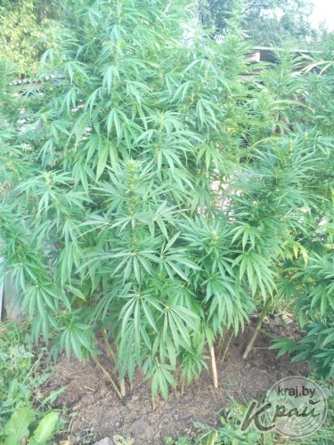 У минчанки на даче в Вилейском районе обнаружено 20 кустов конопли весом 50 кг (ФОТО)