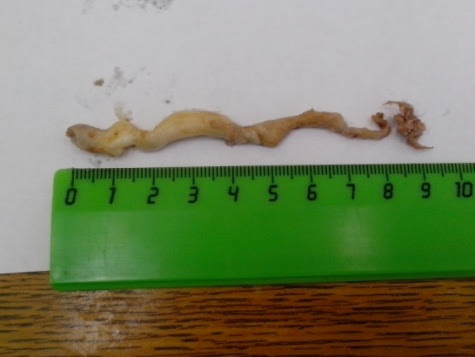 В гомельских магазинах продавалась червивая печень трески из России