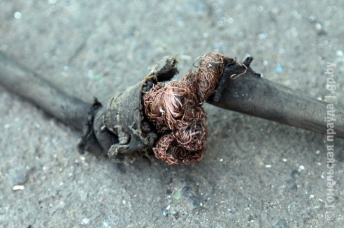 Проверка молочной фермы в Петриковском районе: насекомые повсюду