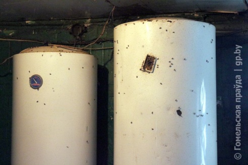 Проверка молочной фермы в Петриковском районе: насекомые повсюду