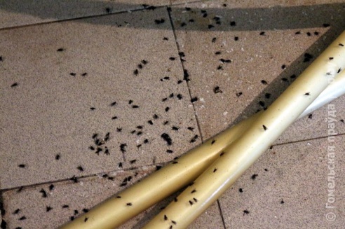 Проверка молочной фермы в Петриковском районе: насекомые повсюду