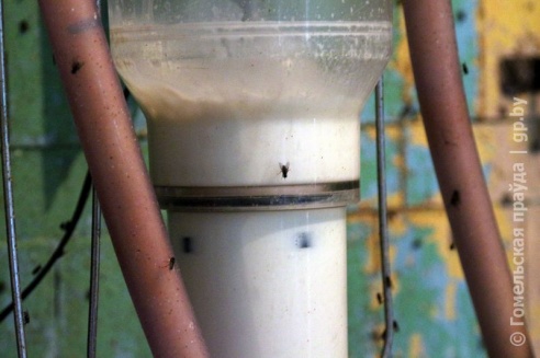 Проверка молочной фермы в Петриковском районе: насекомые повсюду