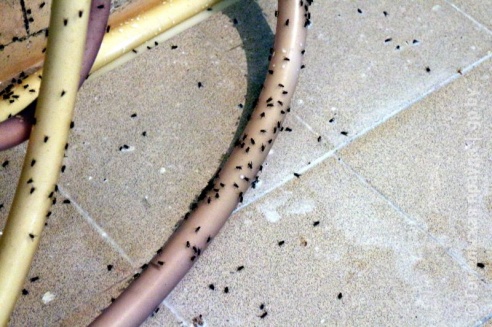 Проверка молочной фермы в Петриковском районе: насекомые повсюду